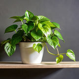 Potted Heartleaf Philadendron plant in a plain white pot on a wooden shelf.