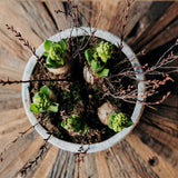 Rustic Hyacinth Planter