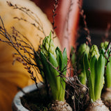 Rustic Hyacinth Planter