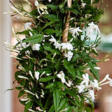 Scented Jasmine Planter
