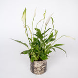 Peace Lily Planter