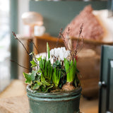 The Winter Wildling | Seasonal Bulb & Cyclamen Planter