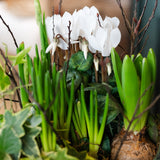 The Winter Wildling | Seasonal Bulb & Cyclamen Planter
