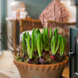 The House & Garden Hyacinth Planter