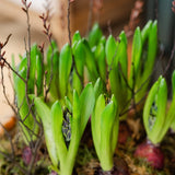 The House & Garden Hyacinth Planter