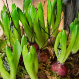 The House & Garden Hyacinth Planter