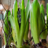 The House & Garden Hyacinth Planter