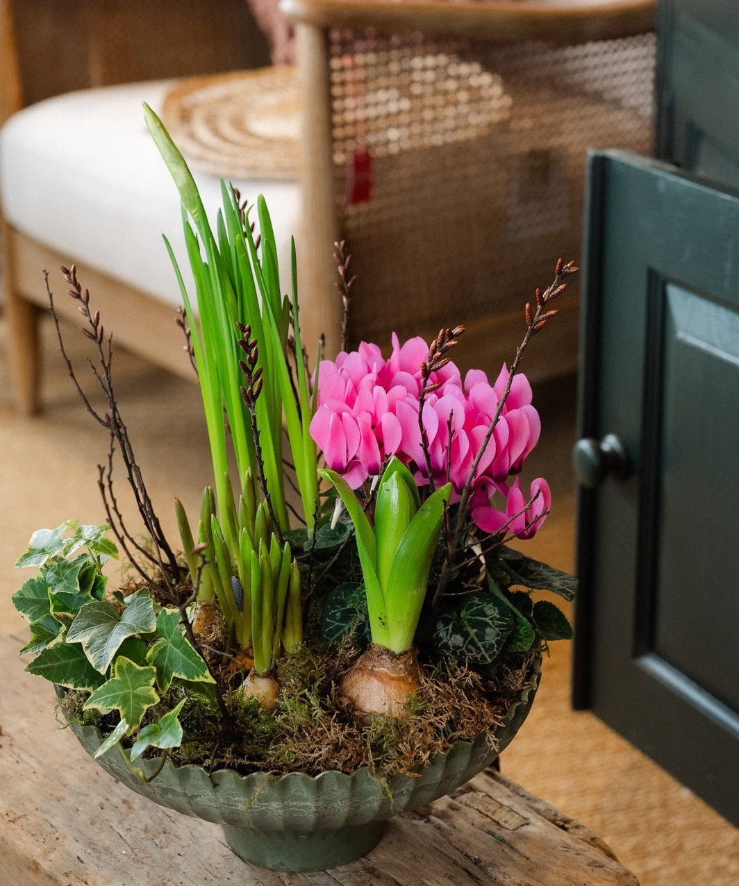 The Winter Carnival colourful seasonal bulb planter with cyclamen hyacinths muscari narcissus and trailing ivy