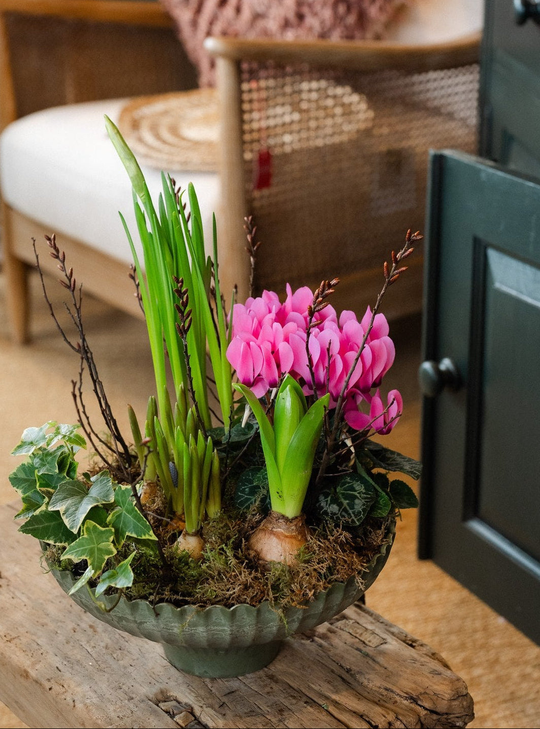 The Winter Carnival colourful seasonal bulb planter with cyclamen hyacinths muscari narcissus and trailing ivy