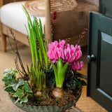 The Winter Carnival colourful seasonal bulb planter with cyclamen hyacinths muscari narcissus and trailing ivy