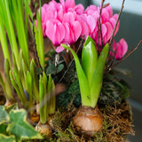 The Winter Carnival | Colourful Seasonal Bulb Planter