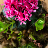 The Winter Carnival | Colourful Seasonal Bulb Planter