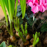 The Winter Carnival | Colourful Seasonal Bulb Planter