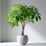 Money Tree (Pachira aquatica) Prosperity with Lush Green Elegance