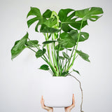 Swiss Cheese Plant (Monstera deliciosa) Iconic Indoor Greenery
