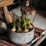 Rustic Hyacinth Planter
