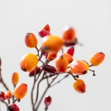 Faux Barberry (Berberis) Stem