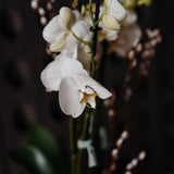 Two-stemmed white orchid in a rustic planter for elegant home styling