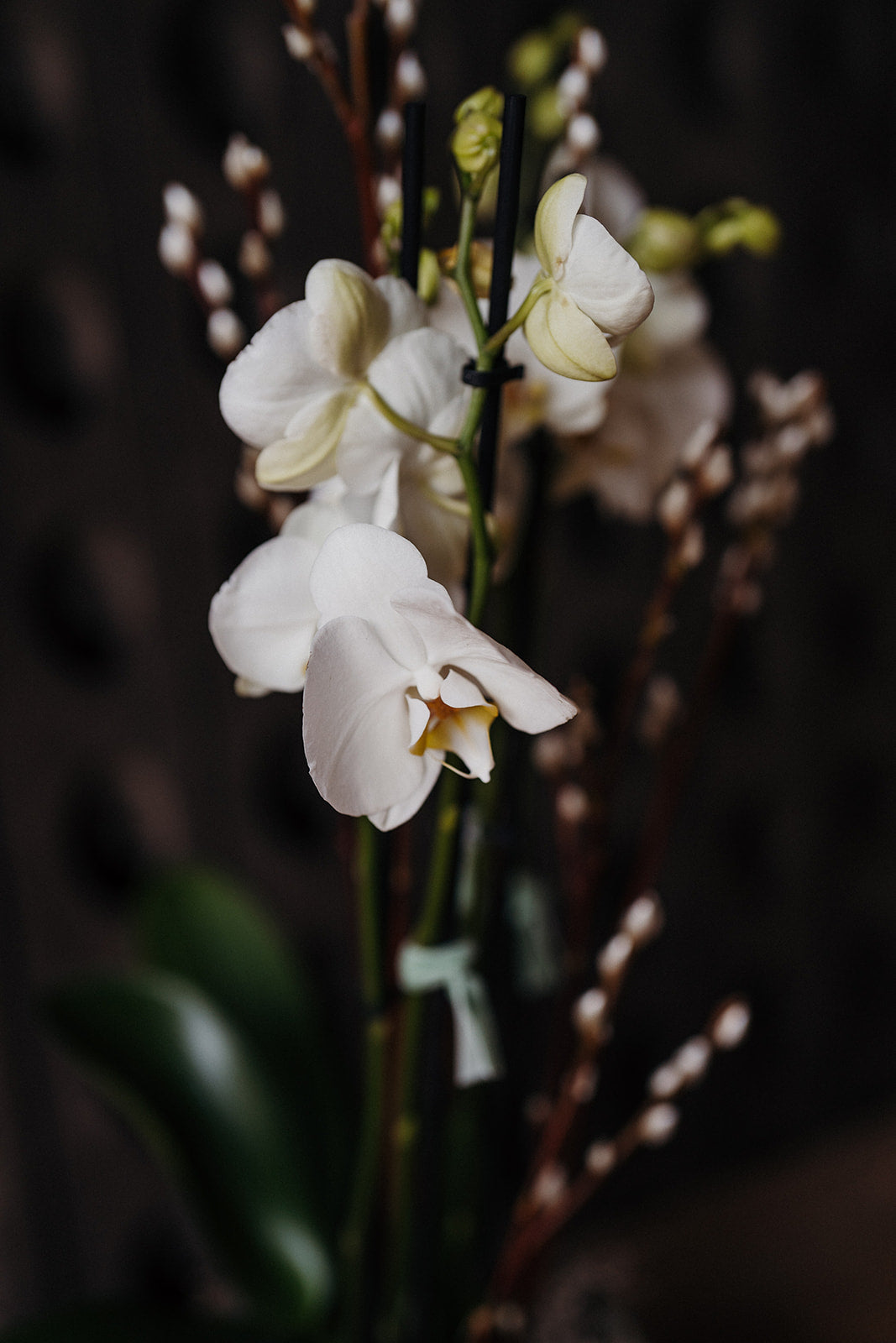 Two-stemmed white orchid in a rustic planter for elegant home styling