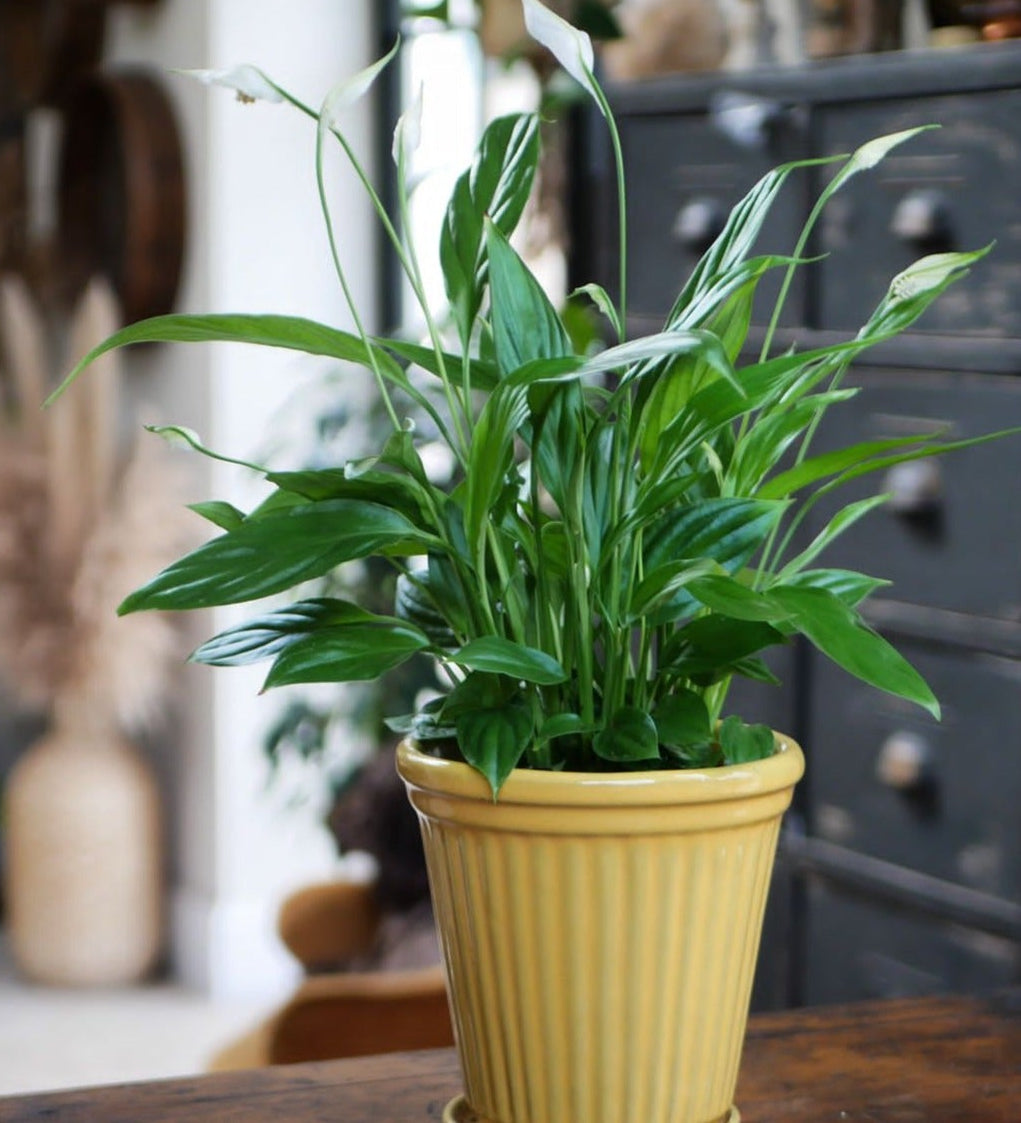 A green Peace Lily plant in a yellow rustic planter, placed on a wooden surface with a blurred background featuring a cabinet and decorative items.