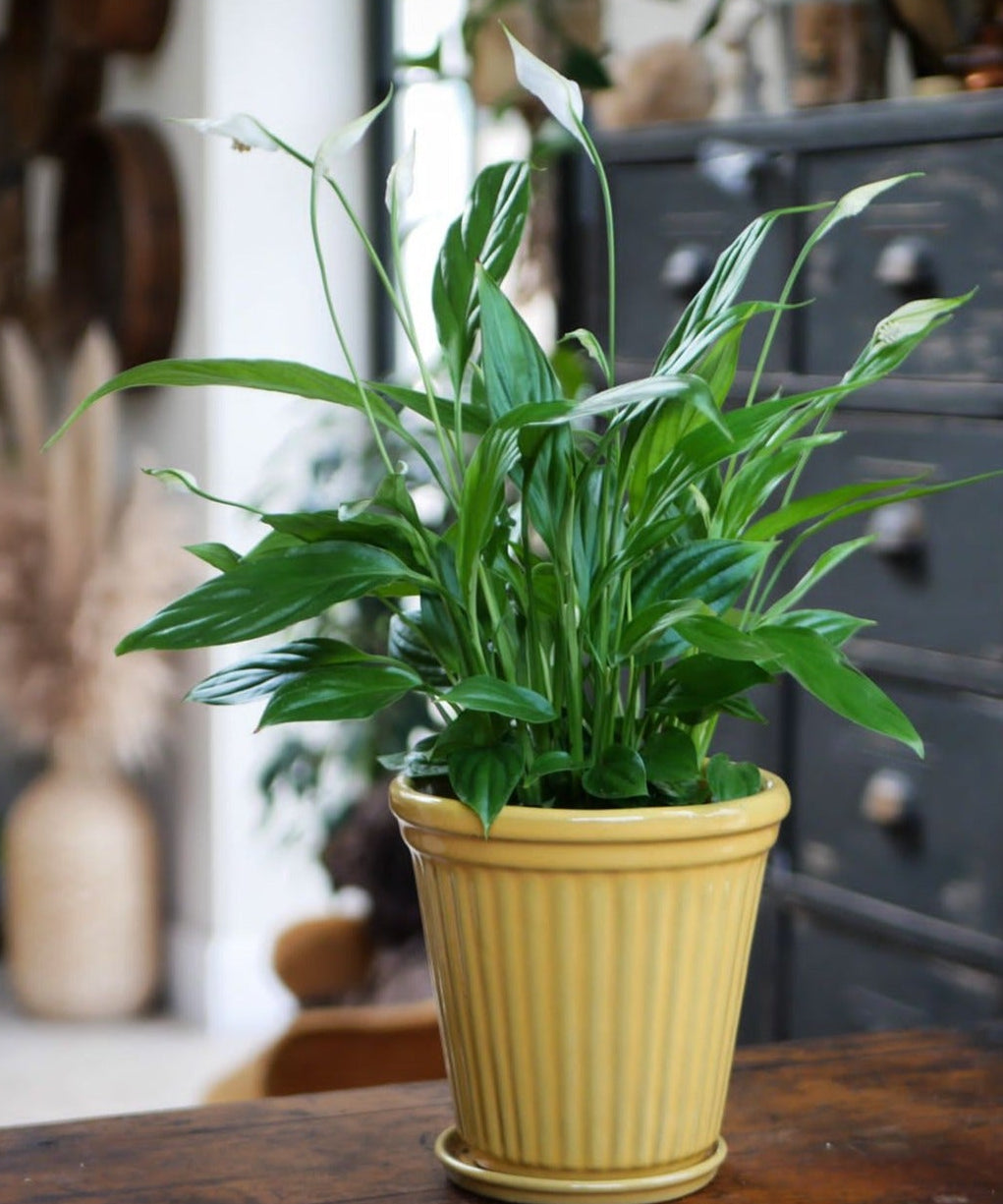 A green Peace Lily plant in a yellow rustic planter, placed on a wooden surface with a blurred background featuring a cabinet and decorative items.