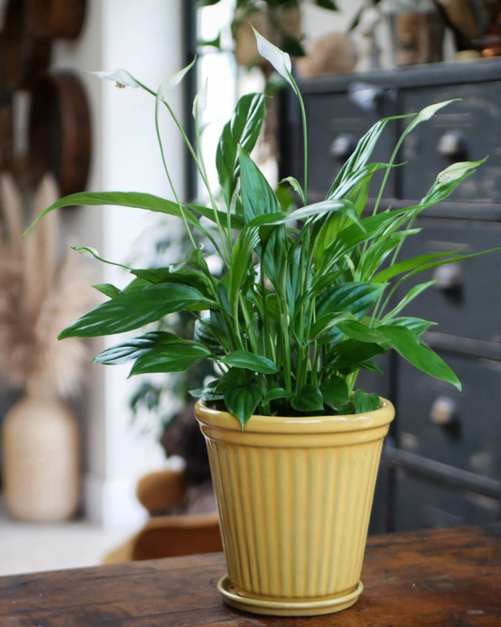 Peace lily plant in a yellow planter on a wooden surface