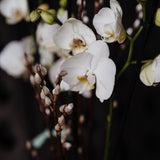 Luxury white Phalaenopsis orchid houseplant with two flowering stems