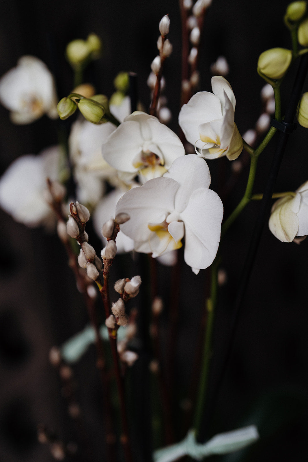 Luxury white Phalaenopsis orchid houseplant with two flowering stems