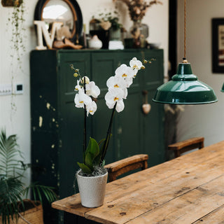 White Phalaenopsis Orchid Planter