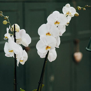 White Phalaenopsis Orchid Planter