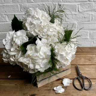 Pure White Hydrangea En Mass