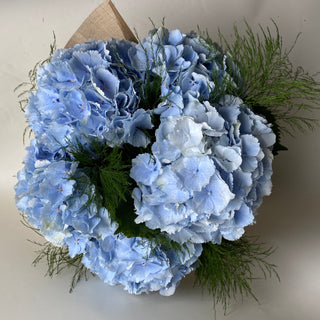 Powder Blue Hydrangea En Mass