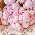 Marshmallow Pink peonies with soft ruffled petals arranged in a generous seasonal bunch.