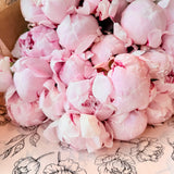 Marshmallow Pink Peonies | Luxury Seasonal Peony Stems
