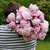 Pink Peonies En Masse