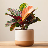 Prayer Plant