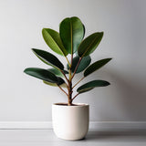 Rubber Plant