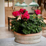 Geranium Rustic Planter