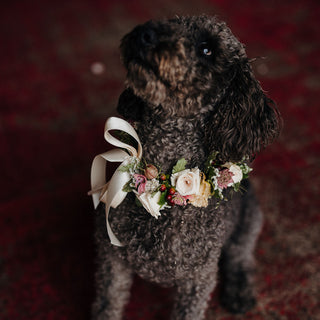 Wedding Dog Collar