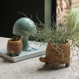 Abigail Ahern -  Tortoise Pot