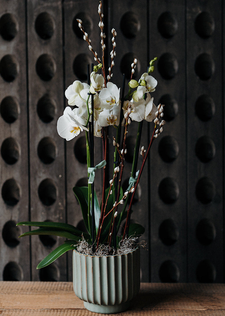 White Phalaenopsis Orchid Planter approximately 70cm tall