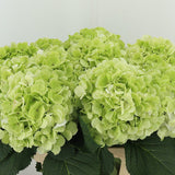 Autumnal Hydrangea Heaven