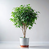Weeping Fig