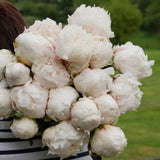 White Peonies En Masse