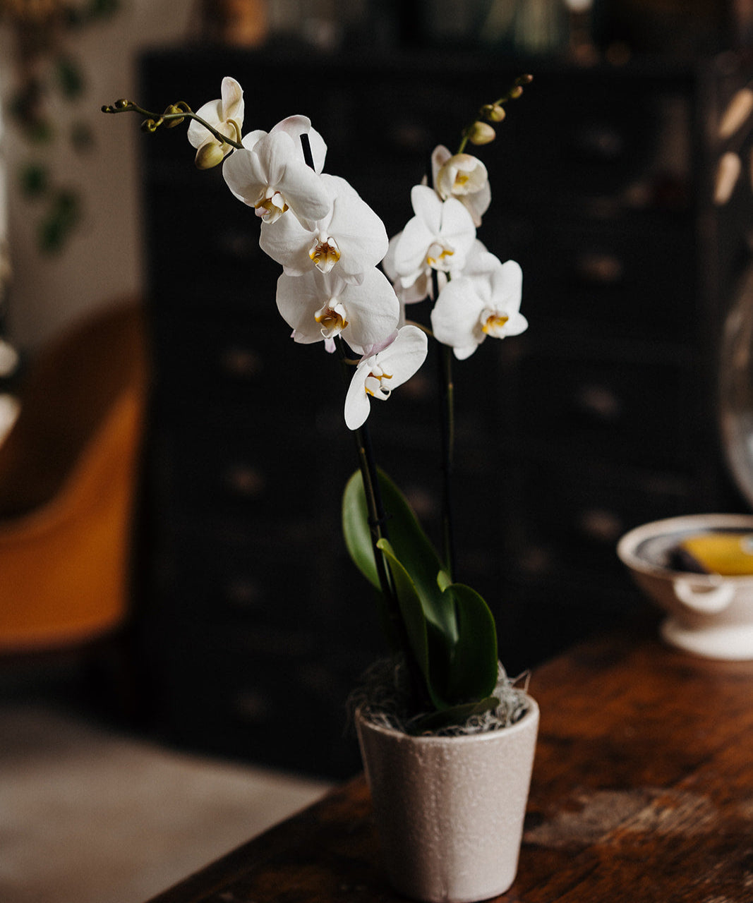 White Phalaenopsis Orchid Planter with two stems of elegant white flowers in a rustic decorative pot