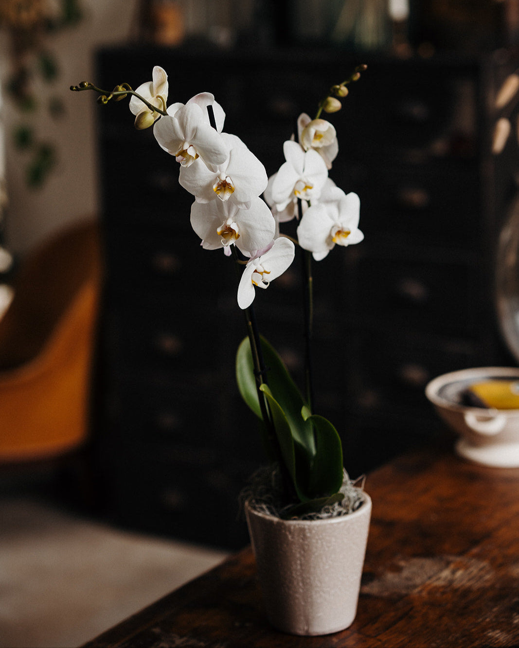White Phalaenopsis Orchid Planter with two stems of elegant white flowers in a rustic decorative pot