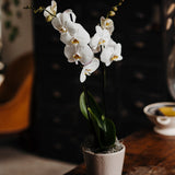 White Phalaenopsis Orchid Planter with two stems of elegant white flowers in a rustic decorative pot