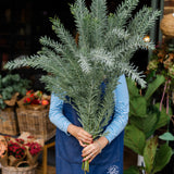Fresh Acacia Luna D’Argento 60cm foliage bunch with soft, feathery silver-grey leaves.