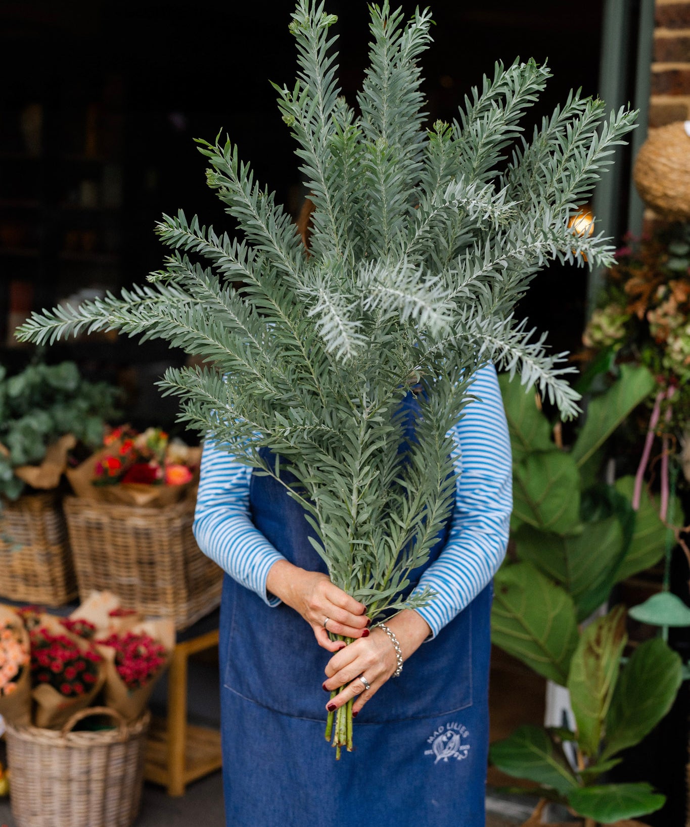Fresh Acacia Luna D’Argento 60cm foliage bunch with soft, feathery silver-grey leaves.