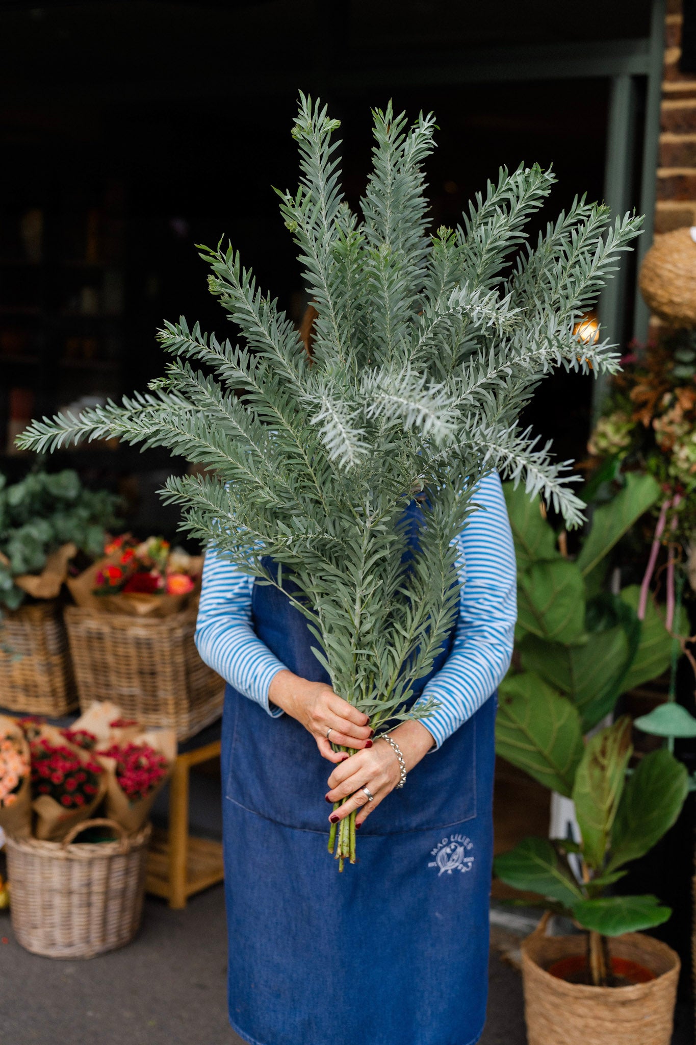 Fresh Acacia Luna D’Argento 60cm foliage bunch with soft, feathery silver-grey leaves.
